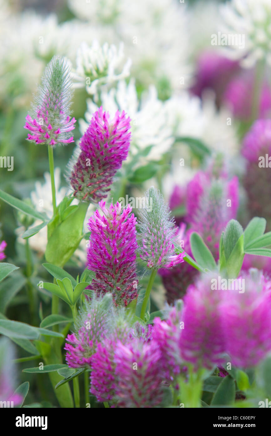 Plant flowers hi-res stock photography and images - Alamy