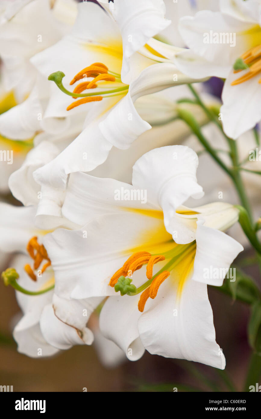 White Lilies, England, UK Stock Photo