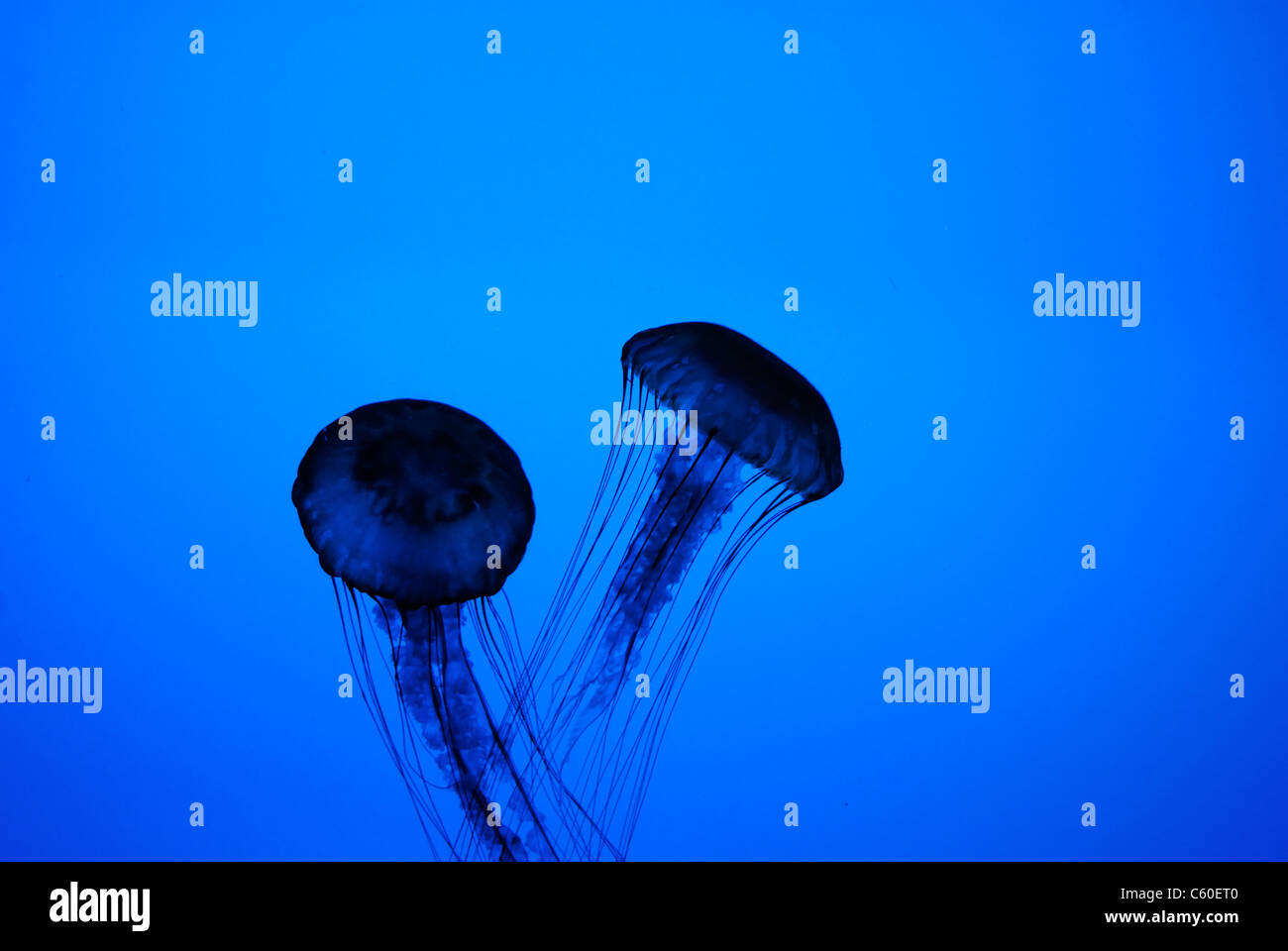 Silhouette of Pacific Sea Nettle Jellyfish in an aquarium. Stock Photo