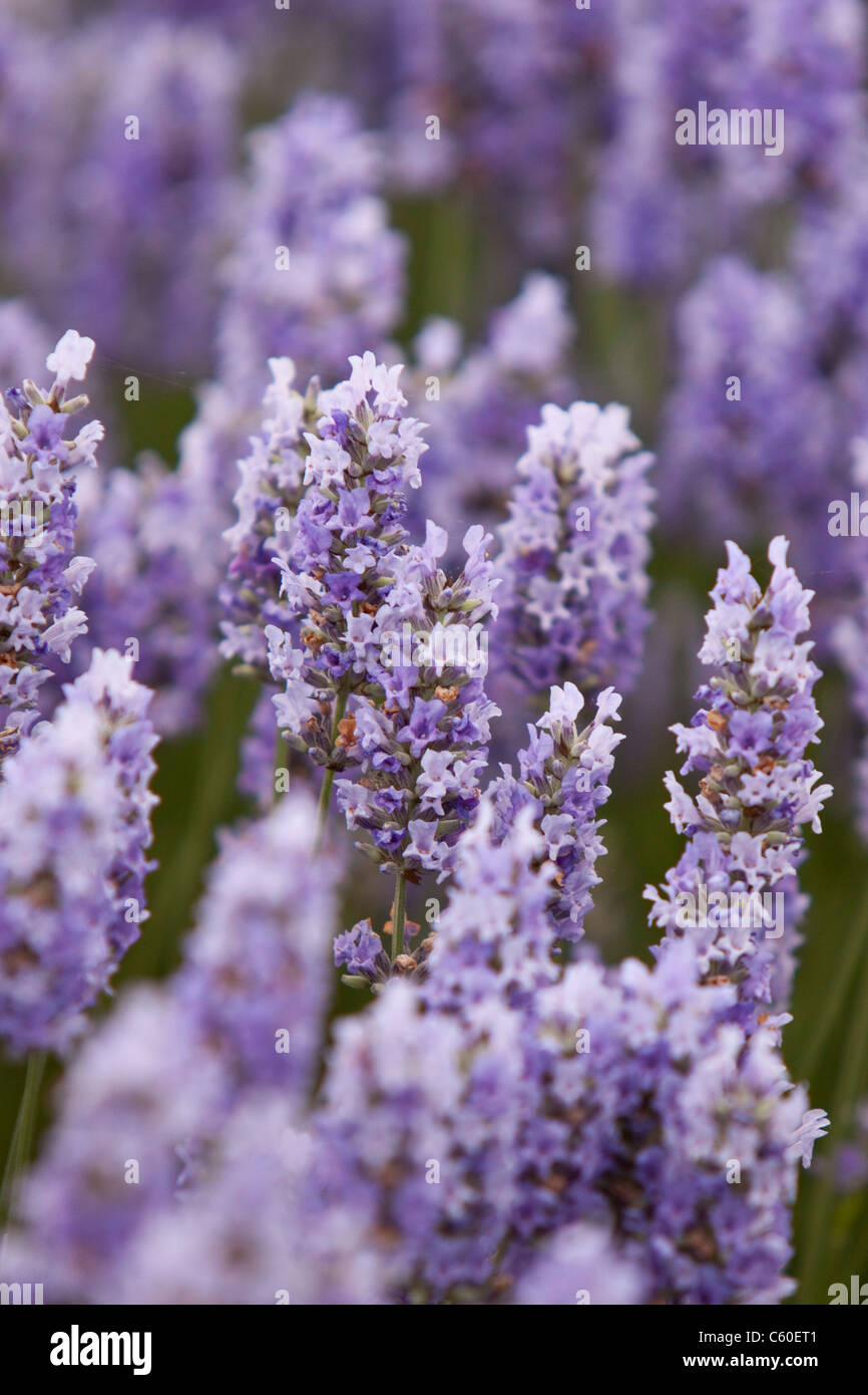 Plant flowers hi-res stock photography and images - Alamy