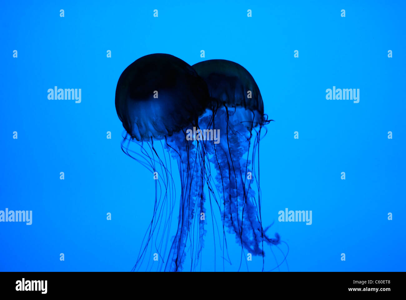 Silhouette of Pacific Sea Nettle Jellyfish in an aquarium. Stock Photo