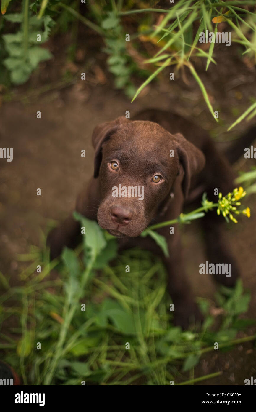 View of Labrador puppy sitting in grass Stock Photo - Alamy