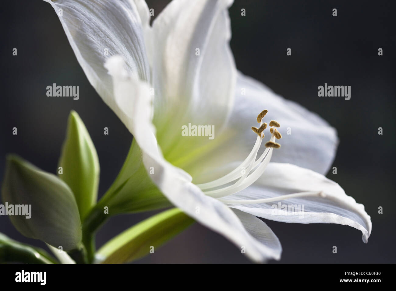 Close up of lily petals Stock Photo Alamy