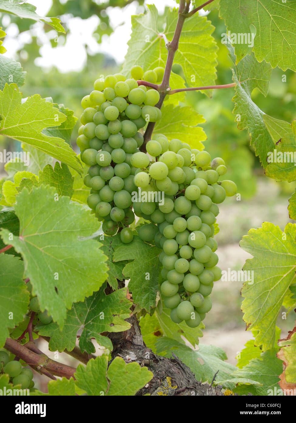 Grapes growing at the Chateau de Brézé, famous for it's underground grape-press. Loire valley, France Stock Photo