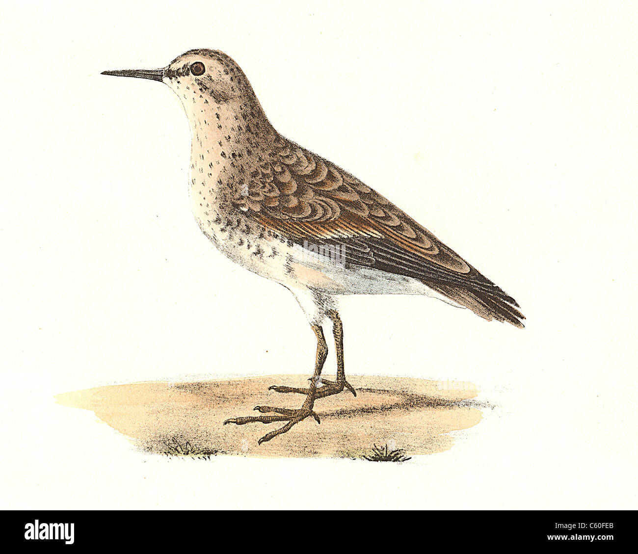 Wilson's Sandpiper, Least Sandpiper, The Peep (Tringa pusilla, Calidris minutilla) vintage bird lithograph - James De Kay, Zoology of NY, Fauna, Birds Stock Photo