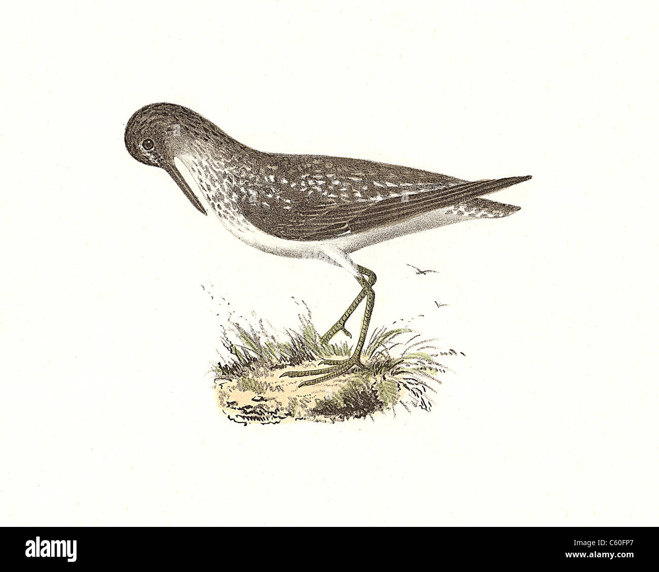 The Solitary Tatler, Solitary Sandpiper (Totanus chloropygius, Tringa solitaria) vintage bird lithograph - James De Kay, Zoology of New York, Birds Stock Photo