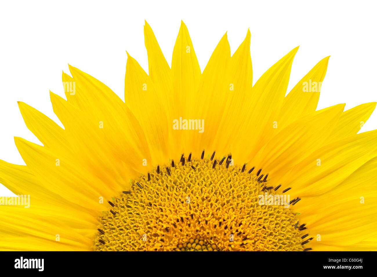 Sunflower closeup isolated on white background Stock Photo - Alamy