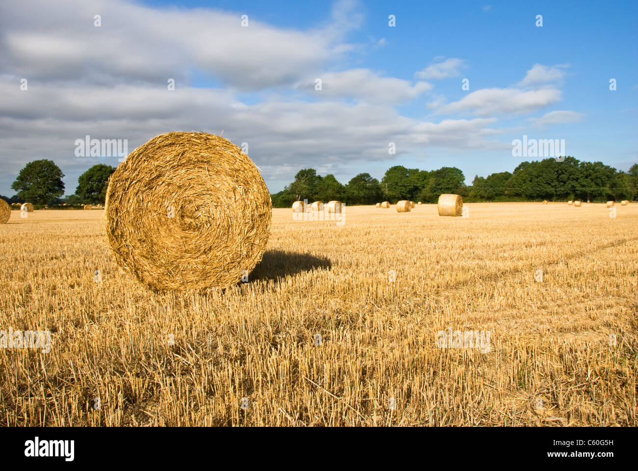 Bales of straw near me