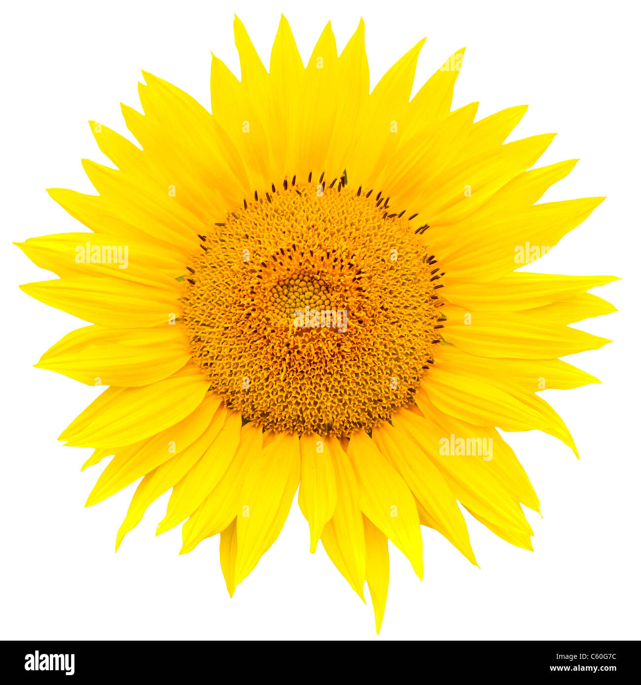 Sunflower closeup isolated on white background Stock Photo - Alamy