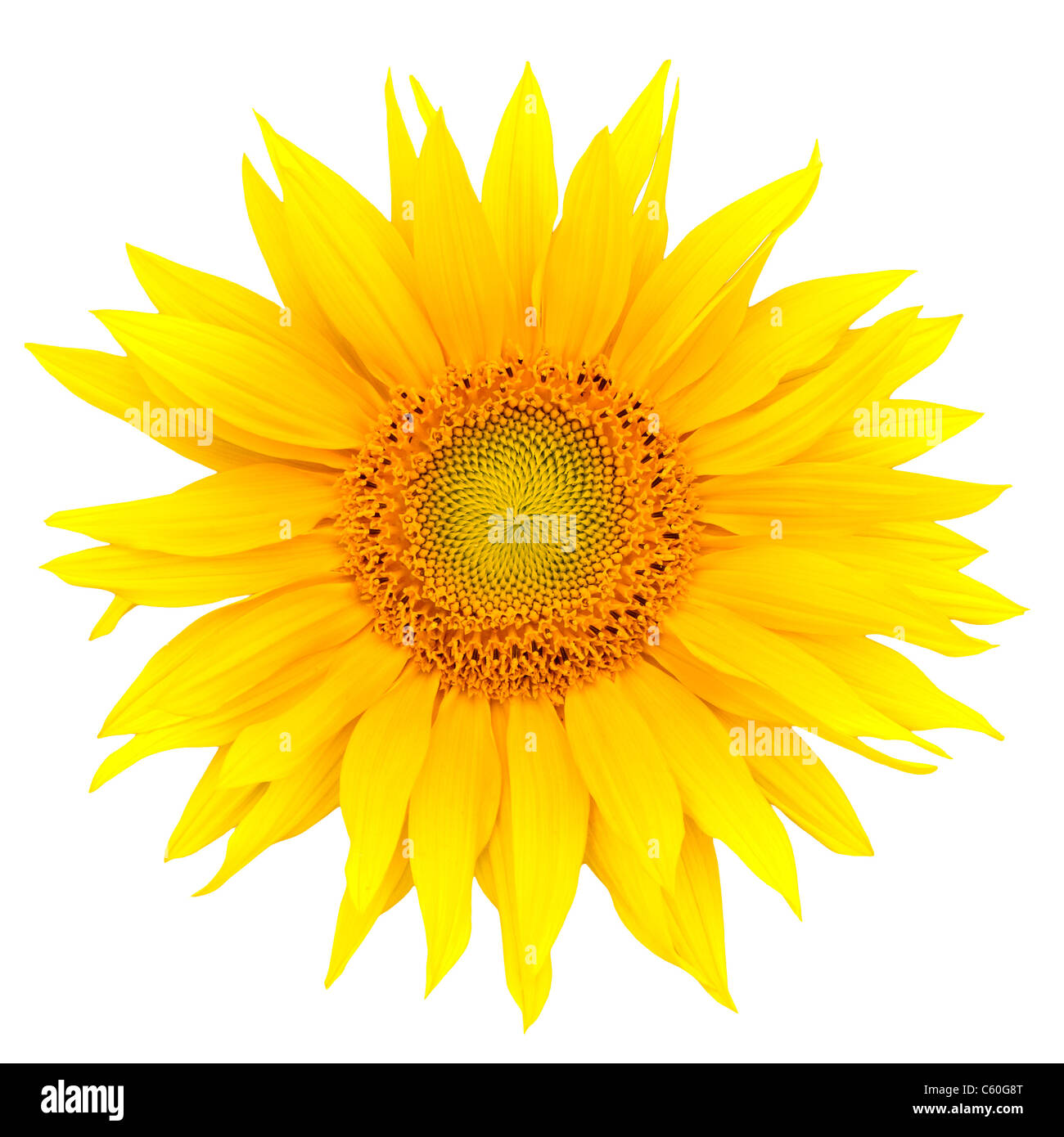 Sunflower closeup isolated on white background Stock Photo - Alamy