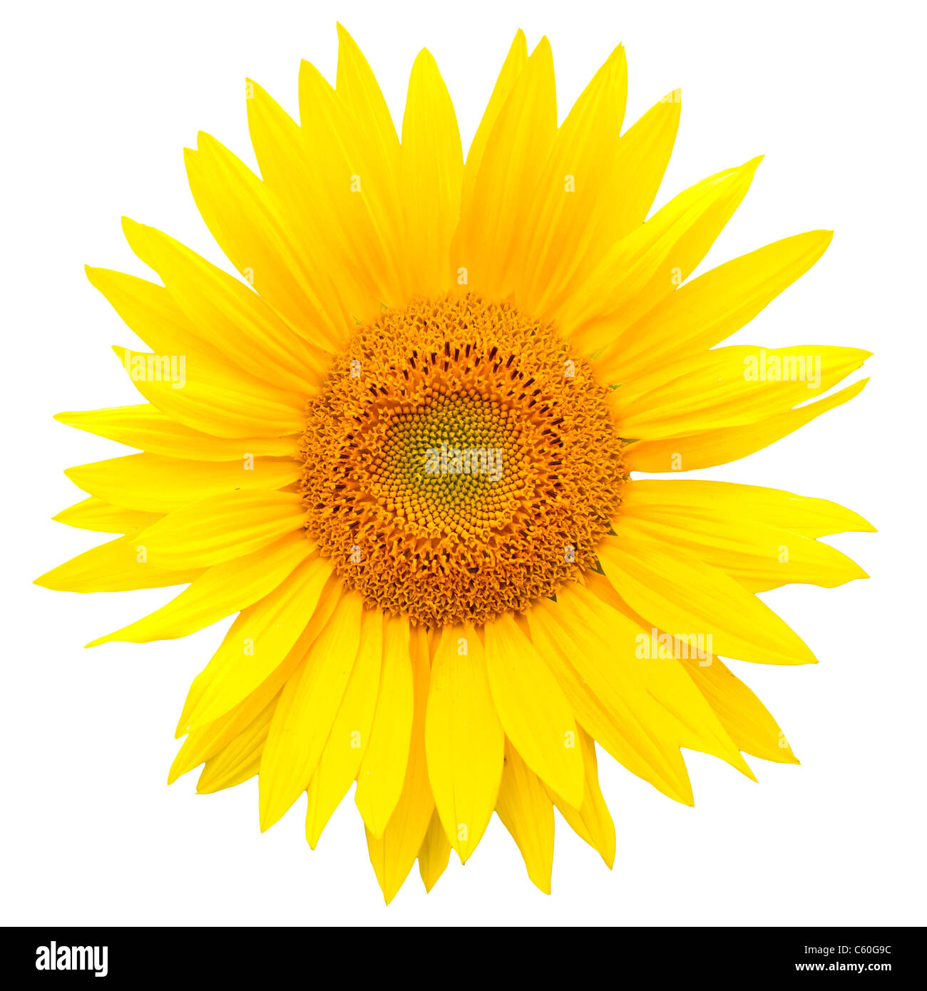Sunflower closeup isolated on white background Stock Photo - Alamy