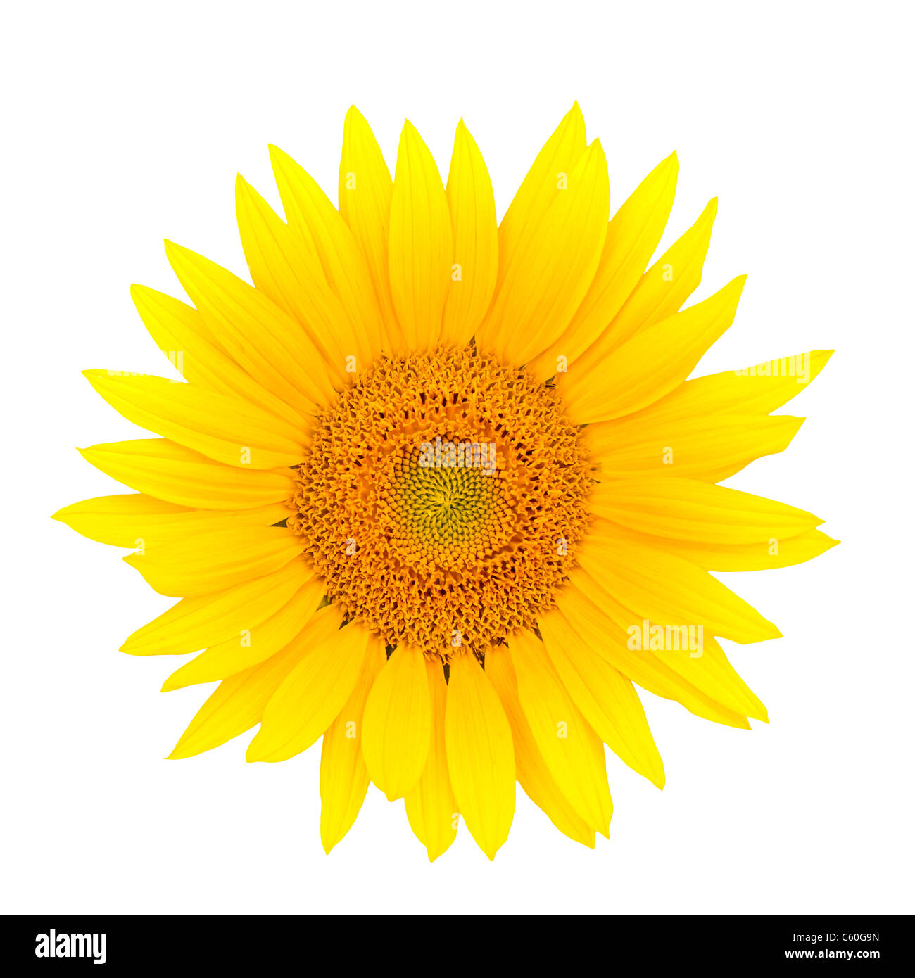 Sunflower closeup isolated on white background Stock Photo - Alamy