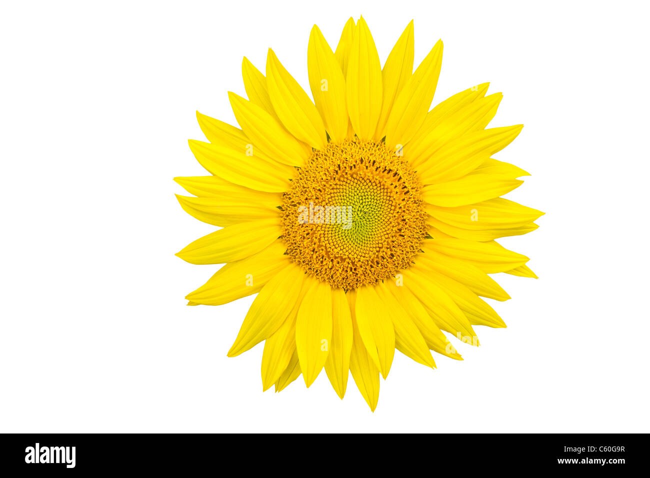Sunflower closeup isolated on white background Stock Photo - Alamy