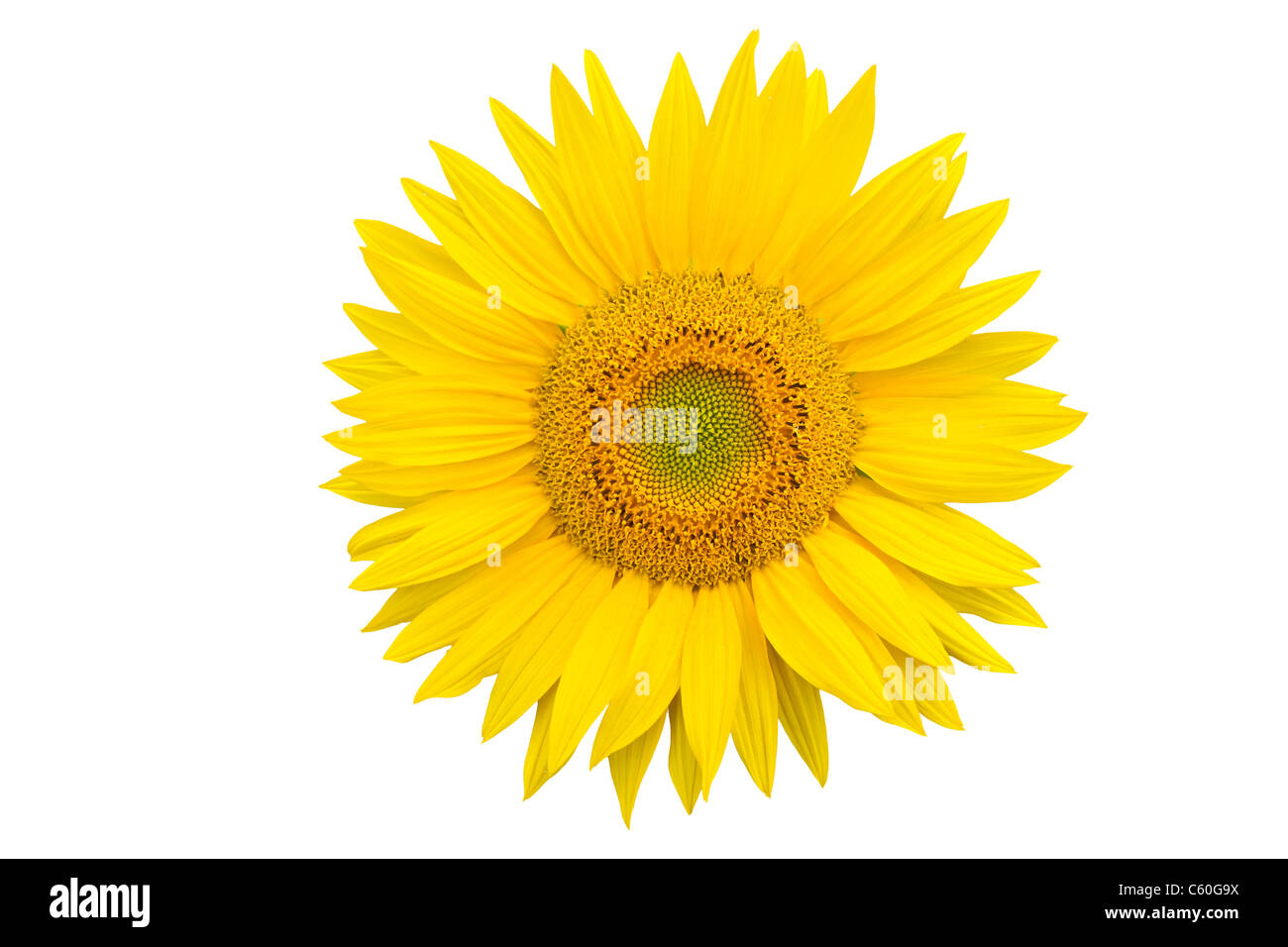 Sunflower closeup isolated on white background Stock Photo - Alamy
