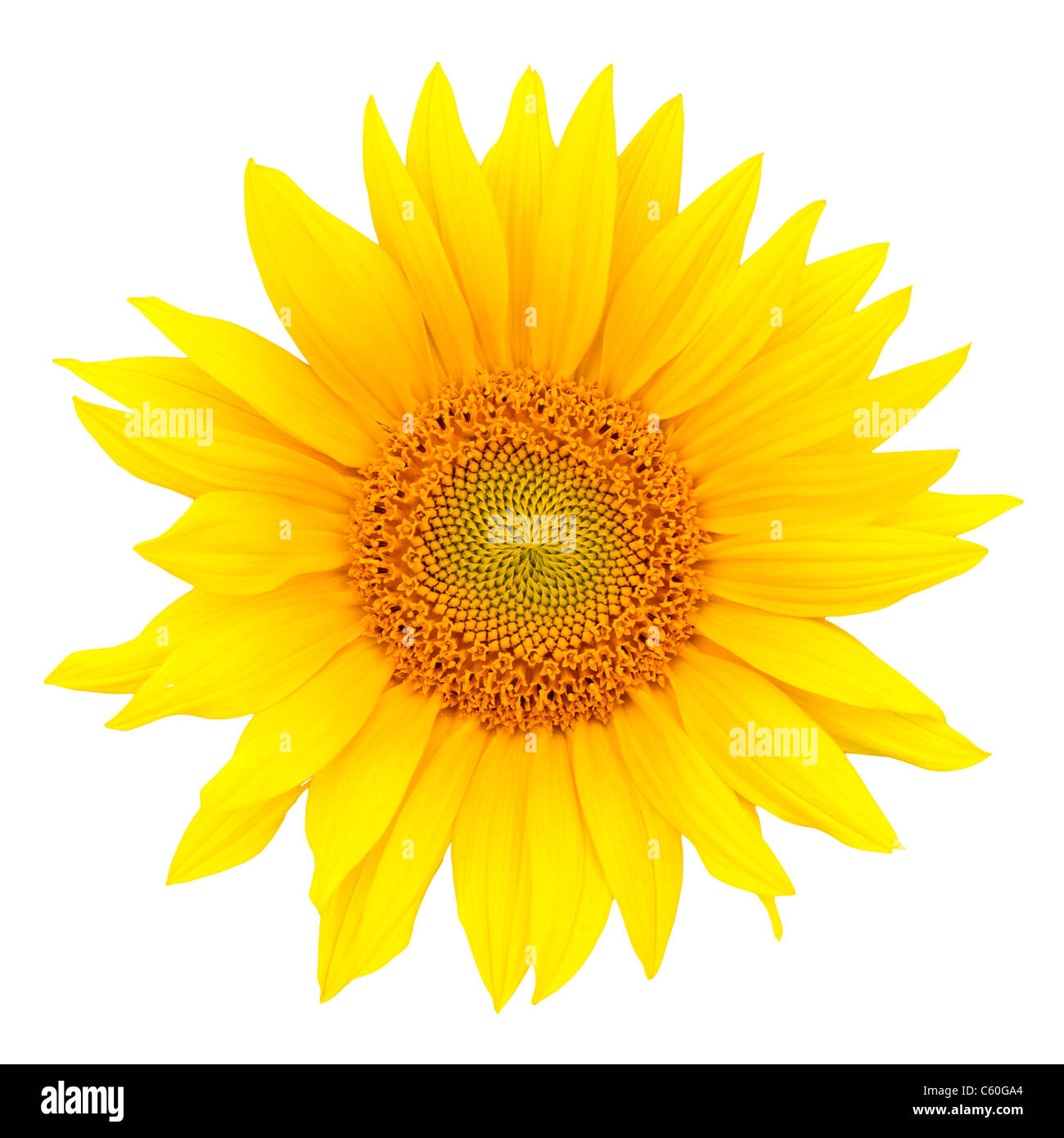 Sunflower closeup isolated on white background Stock Photo - Alamy