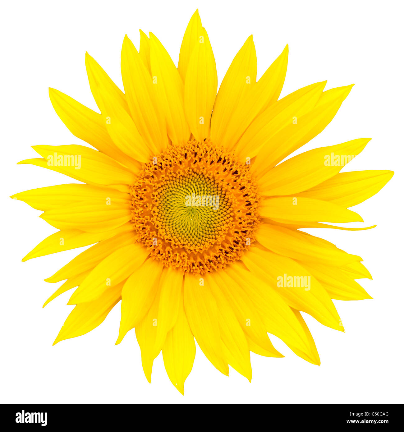 Sunflower closeup isolated on white background Stock Photo - Alamy