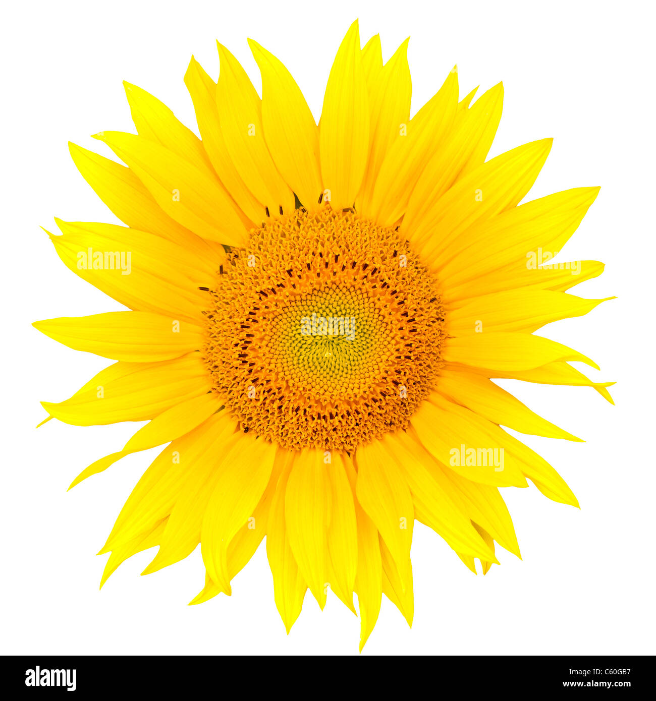 Sunflower closeup isolated on white background Stock Photo - Alamy