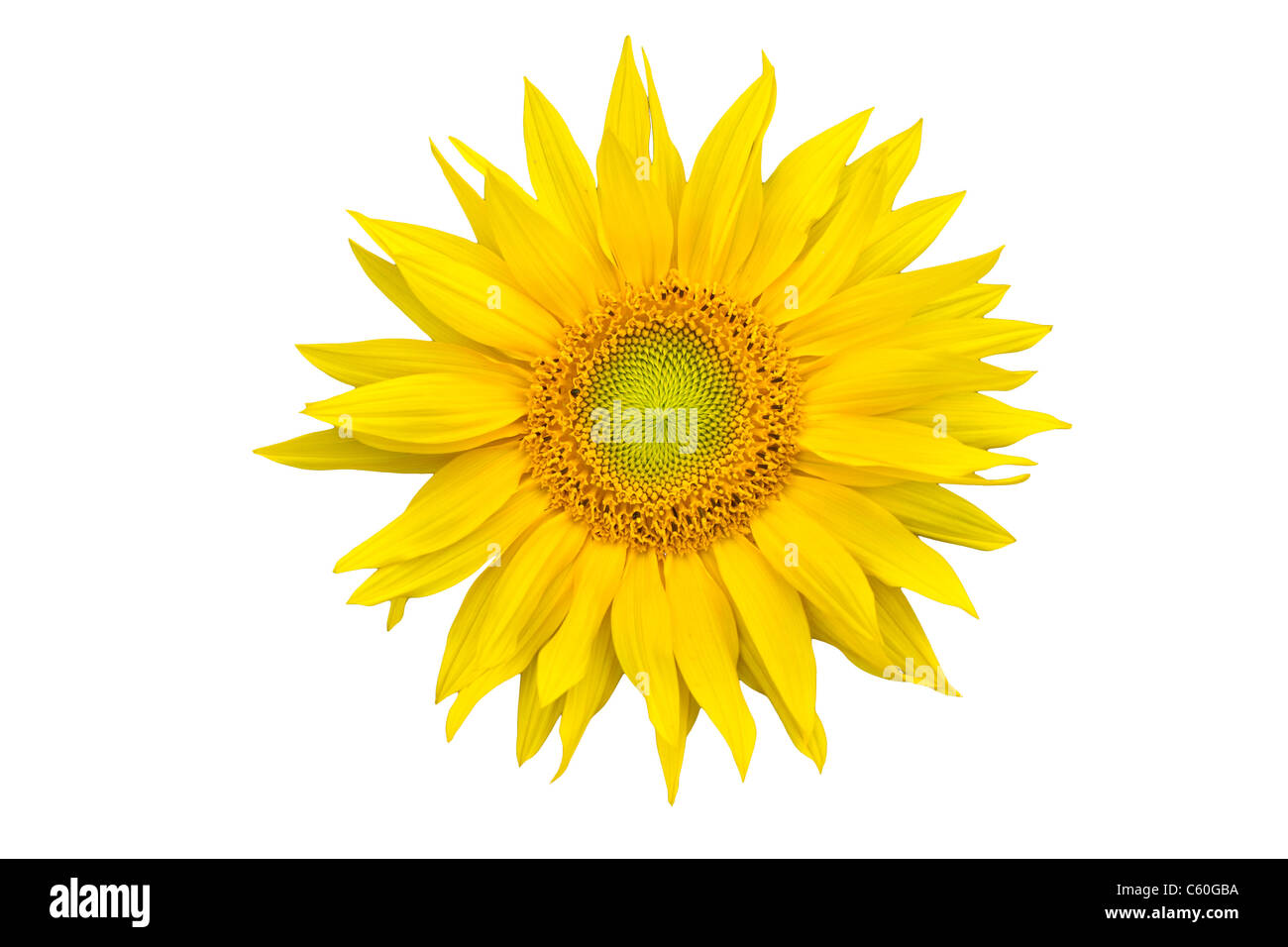 Sunflower closeup isolated on white background Stock Photo - Alamy