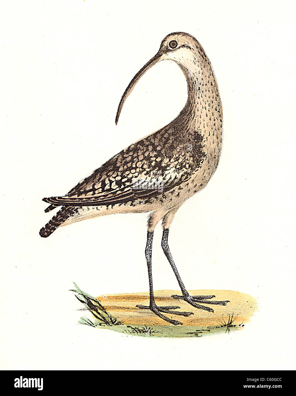 The Jack Curlew, Whimbrel (Numenius hudsonius, Numenius phaeopus) vintage bird lithograph - James De Kay, Zoology of New York,the NY Fauna, Birds Stock Photo
