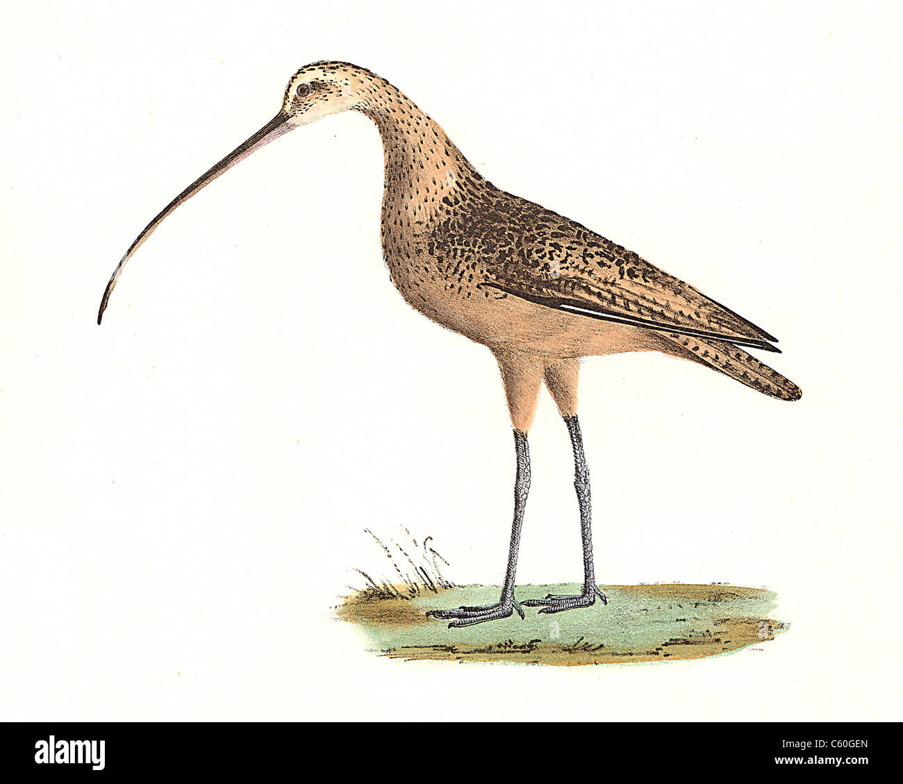The Long-billed Curlew (Numenius longirostris, Numenius americanus) vintage bird lithograph - James De Kay Zoology of New York or the NY Fauna, Birds Stock Photo