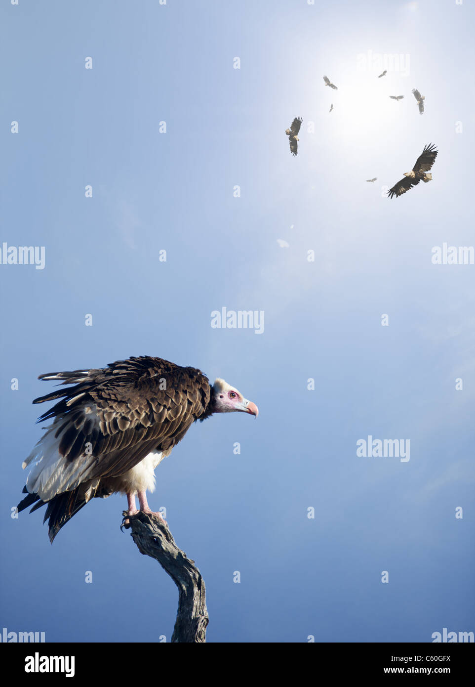 Conceptual - Vultures waiting to prey on innocent victims (digital composite) Stock Photo