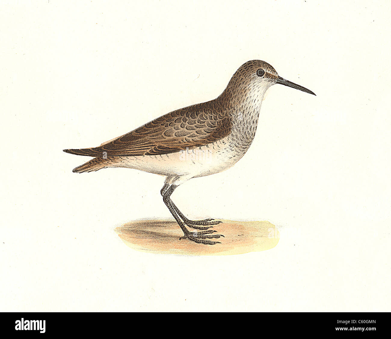 The Red-breasted Sandpiper, Knot, Red Knot (Tringa canutus, Calidris canutus) vintage bird lithograph - James De Kay, Zoology of New York, Birds Stock Photo