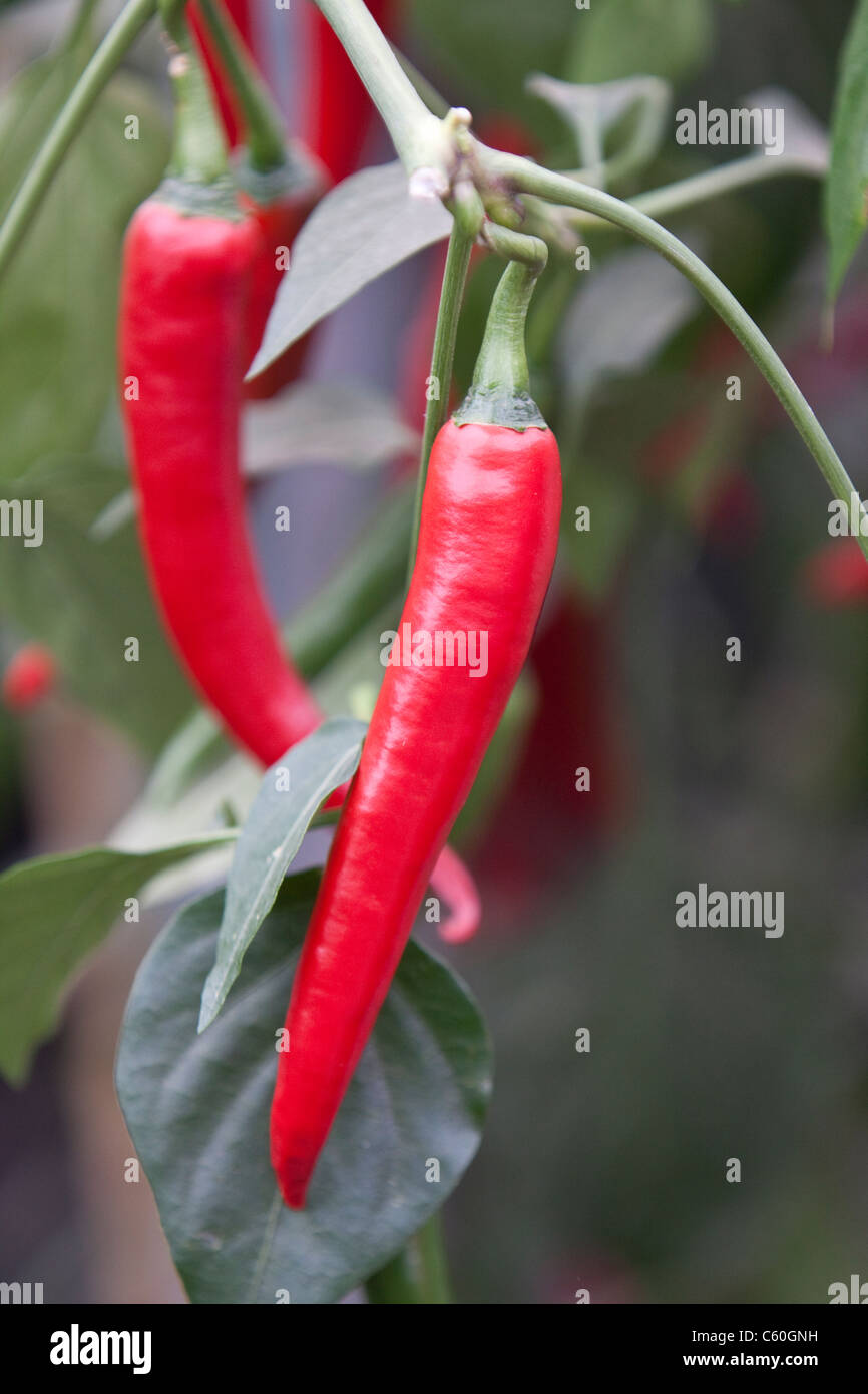 Chilli peppers Stock Photo