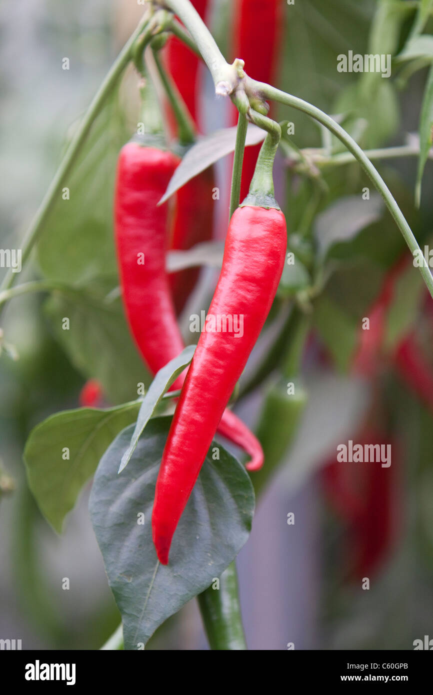 Chilli peppers Stock Photo