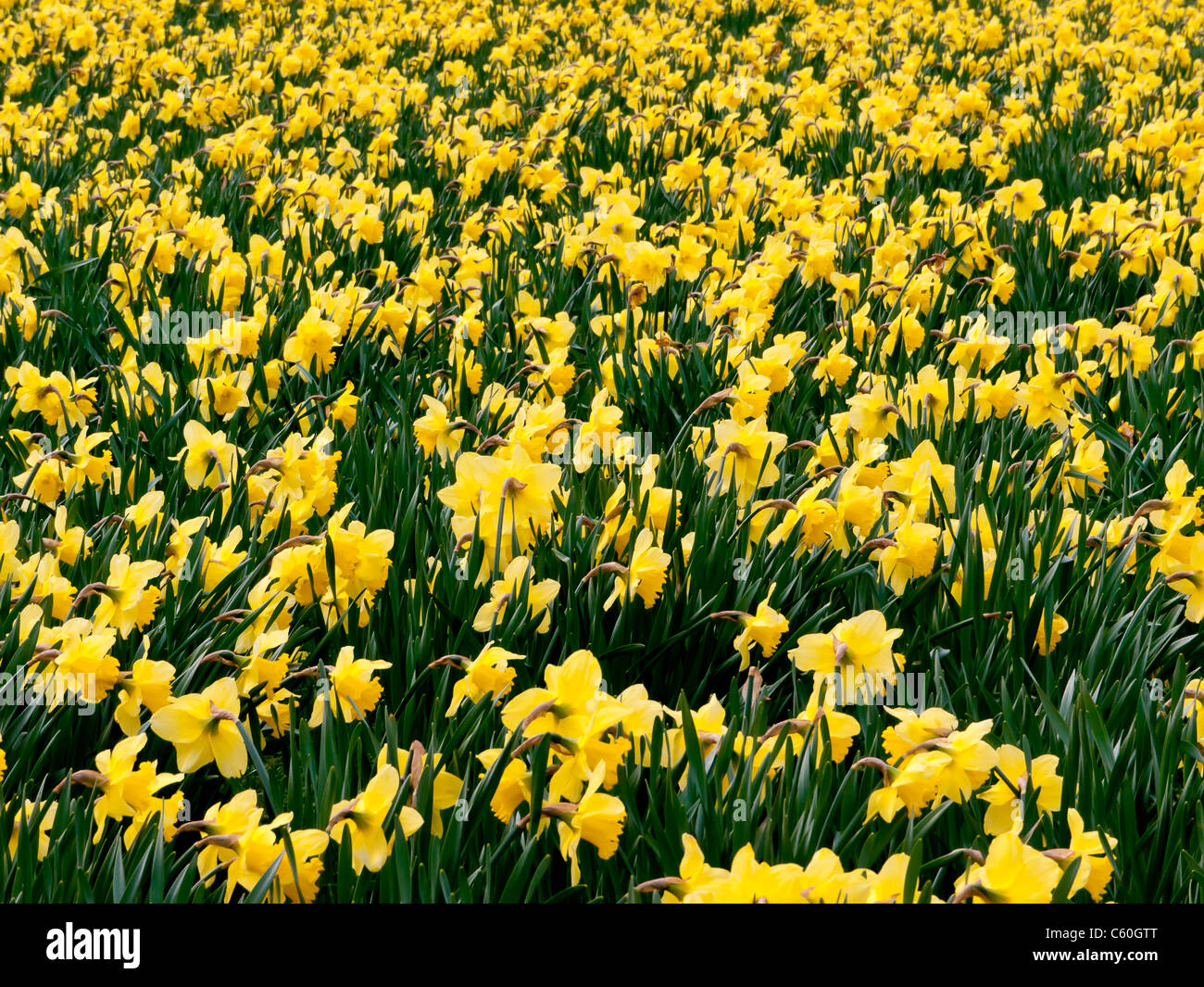 Fields of yellow Daffodils in Hughenden Manor Gardens and Parkland, High  Wycombe, Bucks, United Kingdom Stock Photo - Alamy