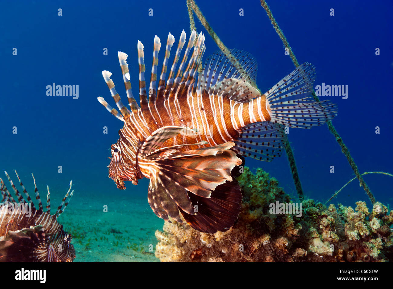 Lou Sand Hi res Stock Photography And Images Alamy lou-sand-hi-res-stock-photography-and-images-alamy