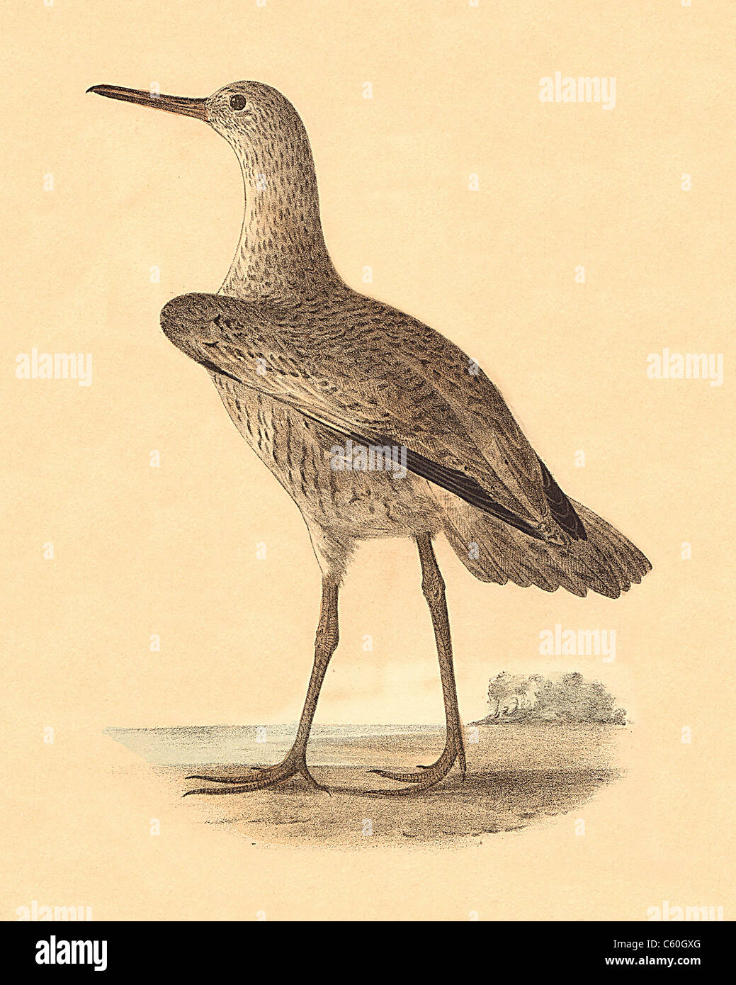 The Willet (Totanus semipalmatus, Tringa semipalmata) vintage bird lithograph - James De Kay, Zoology of New York, or the New-York Fauna, Birds Stock Photo