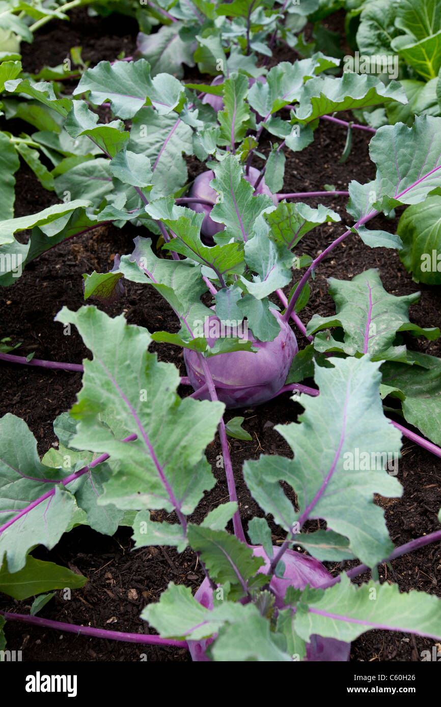 Milan Purple Top Turnips in an allotment, England, UK Stock Photo Alamy