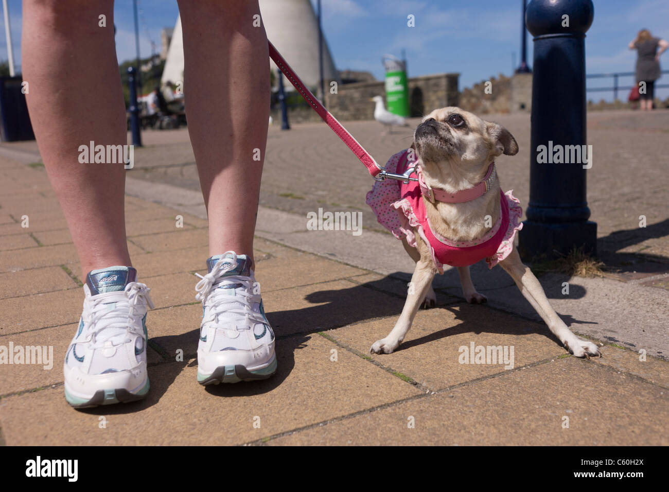 A pet Chihuahua dog looks up to its owner whilest walking along the promenade of Ilfracombe on the north Devon coast. Stock Photo