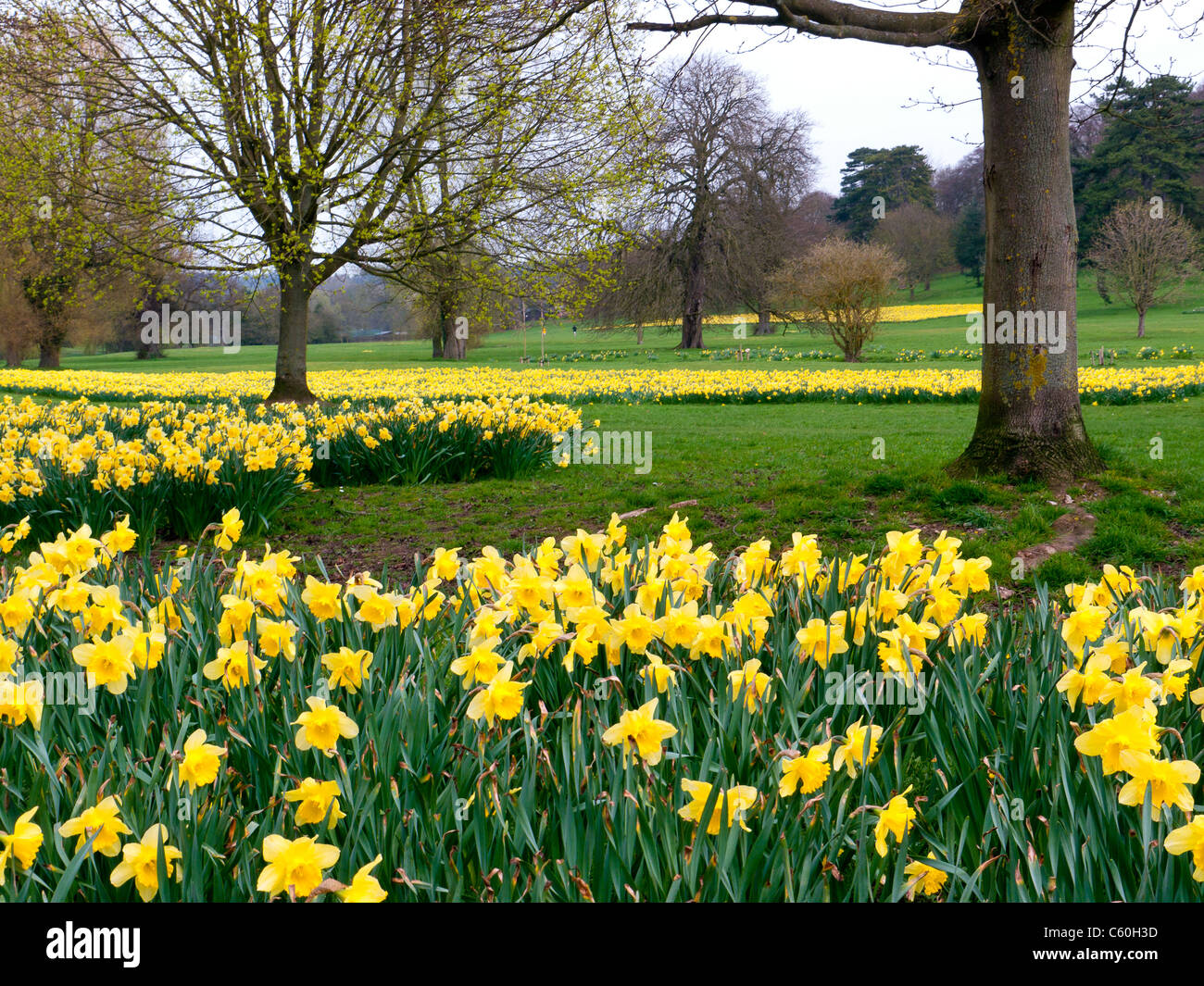 Fields of yellow Daffodils in Hughenden Manor Gardens and Parkland, High Wycombe, Bucks, United Kingdom Stock Photo