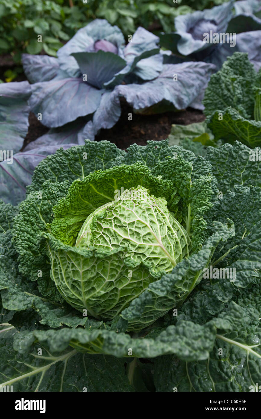 English savoy cabbages hi-res stock photography and images - Alamy