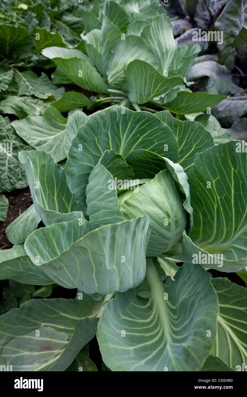English savoy cabbages hires stock photography and images Alamy