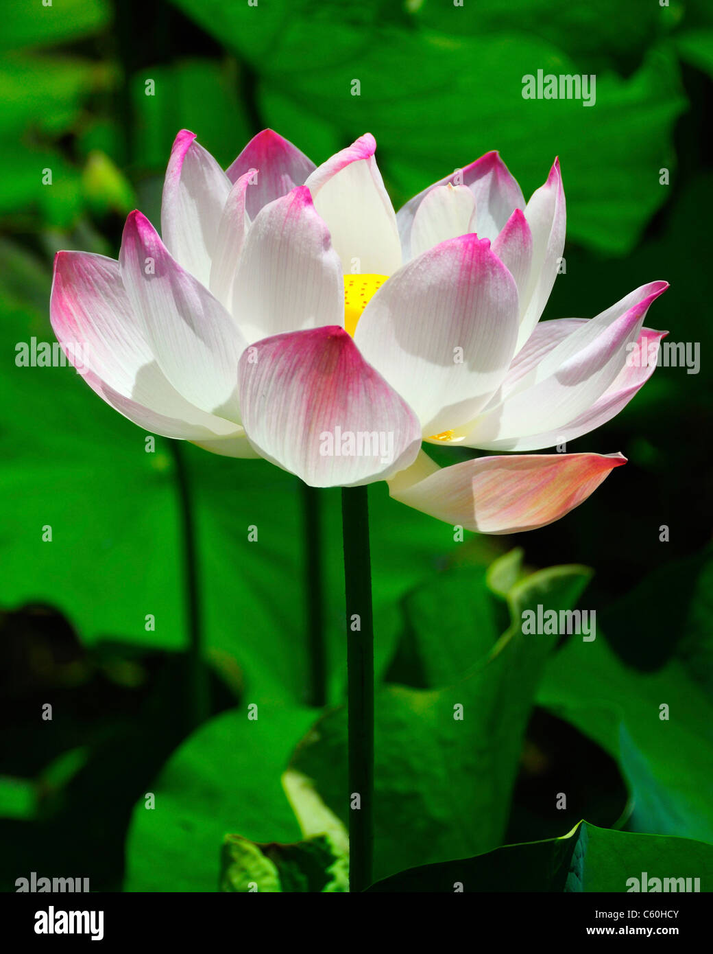 Nelumbo nucifera (sacred lotus), Nelumbonaceae family. Aquatic perennial native to India. Stock Photo