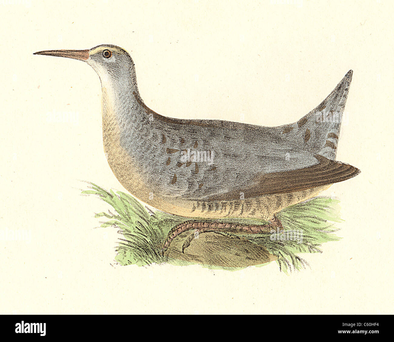 The Freshwater Meadow-hen or Clapper Rail (Rallus crepitans) vintage bird lithograph - James De Kay, Zoology of New York, or the New-York Fauna, Birds Stock Photo