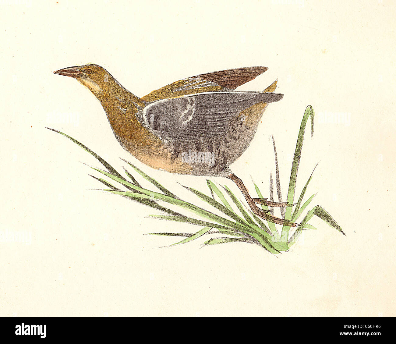 The Sora Rail, Sora or Sora Crake (Ortygometra carolina, Porzana carolina) vintage bird lithograph - James De Kay Zoology of New York, NY Fauna, Birds Stock Photo
