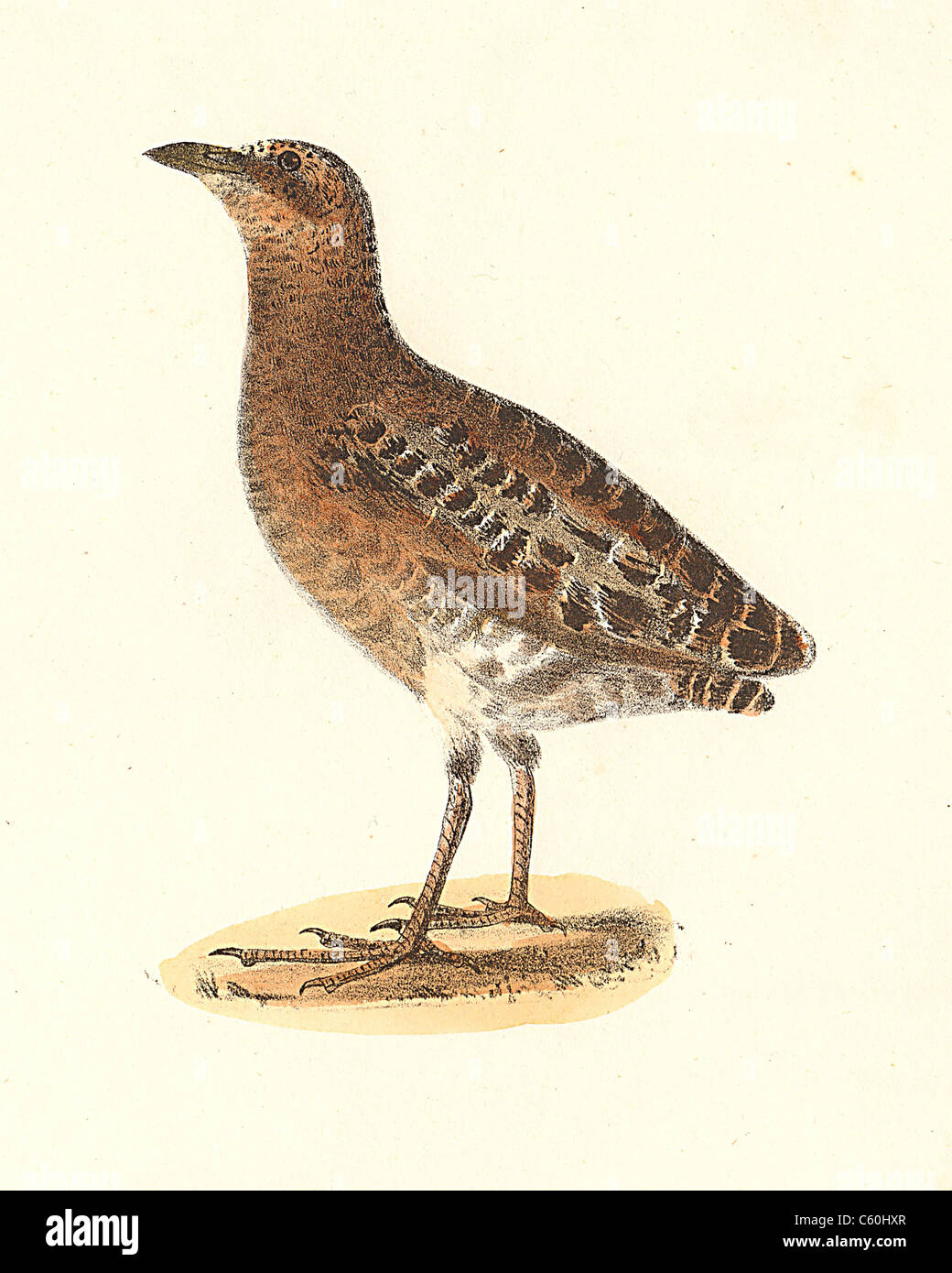 The New-York Rail, Yellow Rail (Ortygometra noveboracensis, Coturnicops noveboracensis) vintage bird lithograph - James De Kay, Zoology of NY, Birds Stock Photo