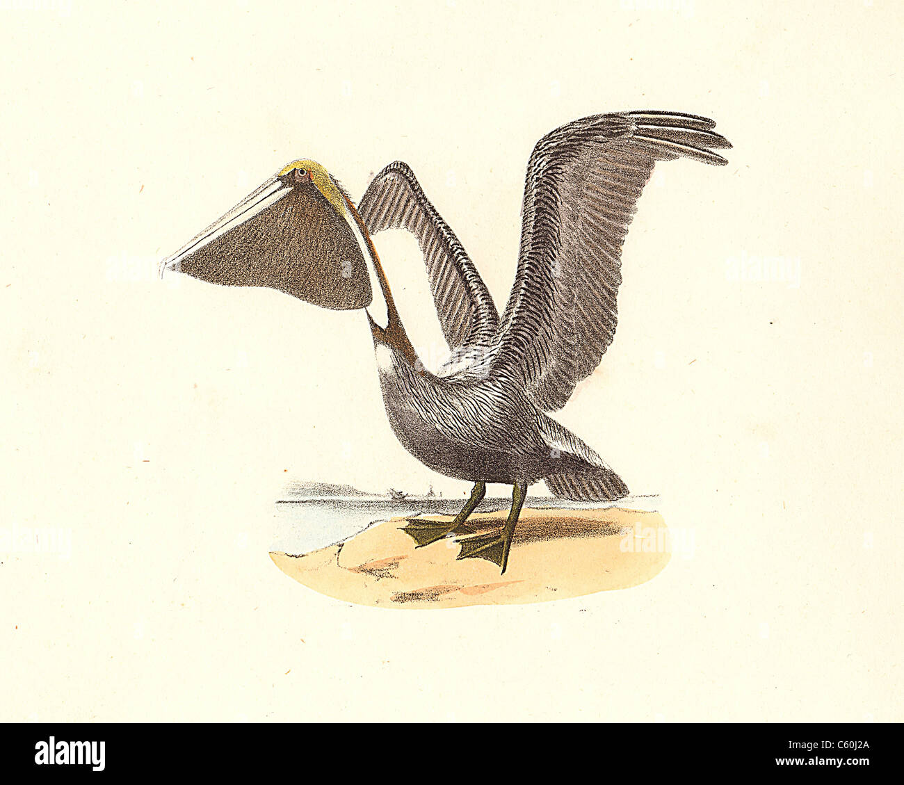 The Brown Pelican(Pelecanus fuscus, Pelecanus occidentalis)  vintage bird lithograph, James De Kay, Zoology of New York, or the New-York Fauna, Birds Stock Photo