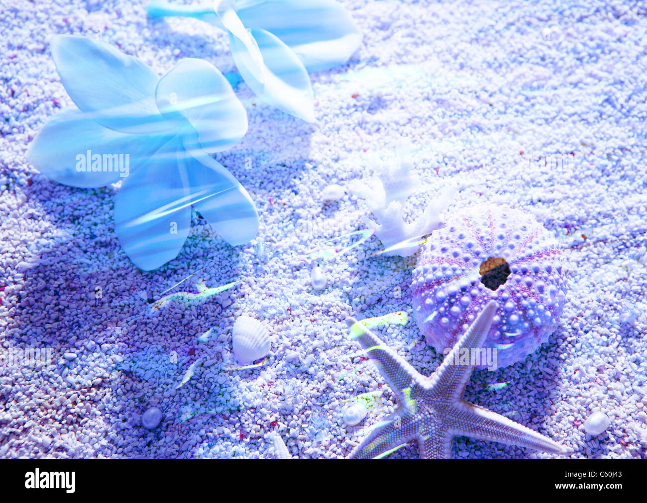 Starfish and plumerias Stock Photo - Alamy