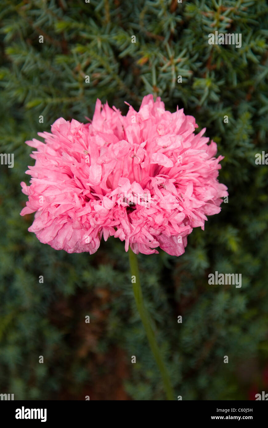 Double Pink Peony Poppy Stock Photo