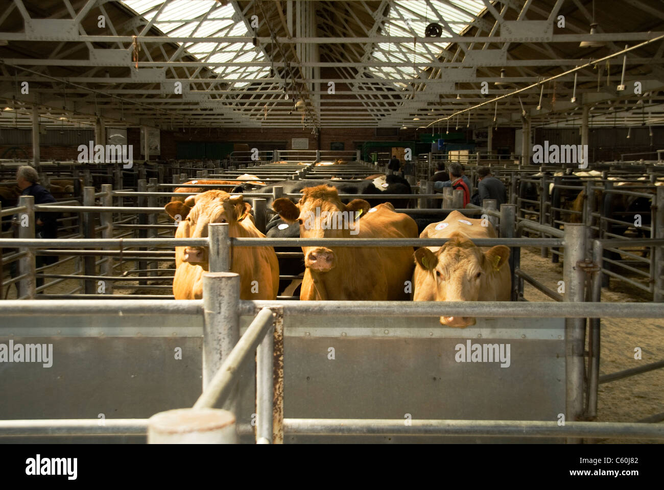 Cattle awaiting sale at the final days trading at Hereford livestock