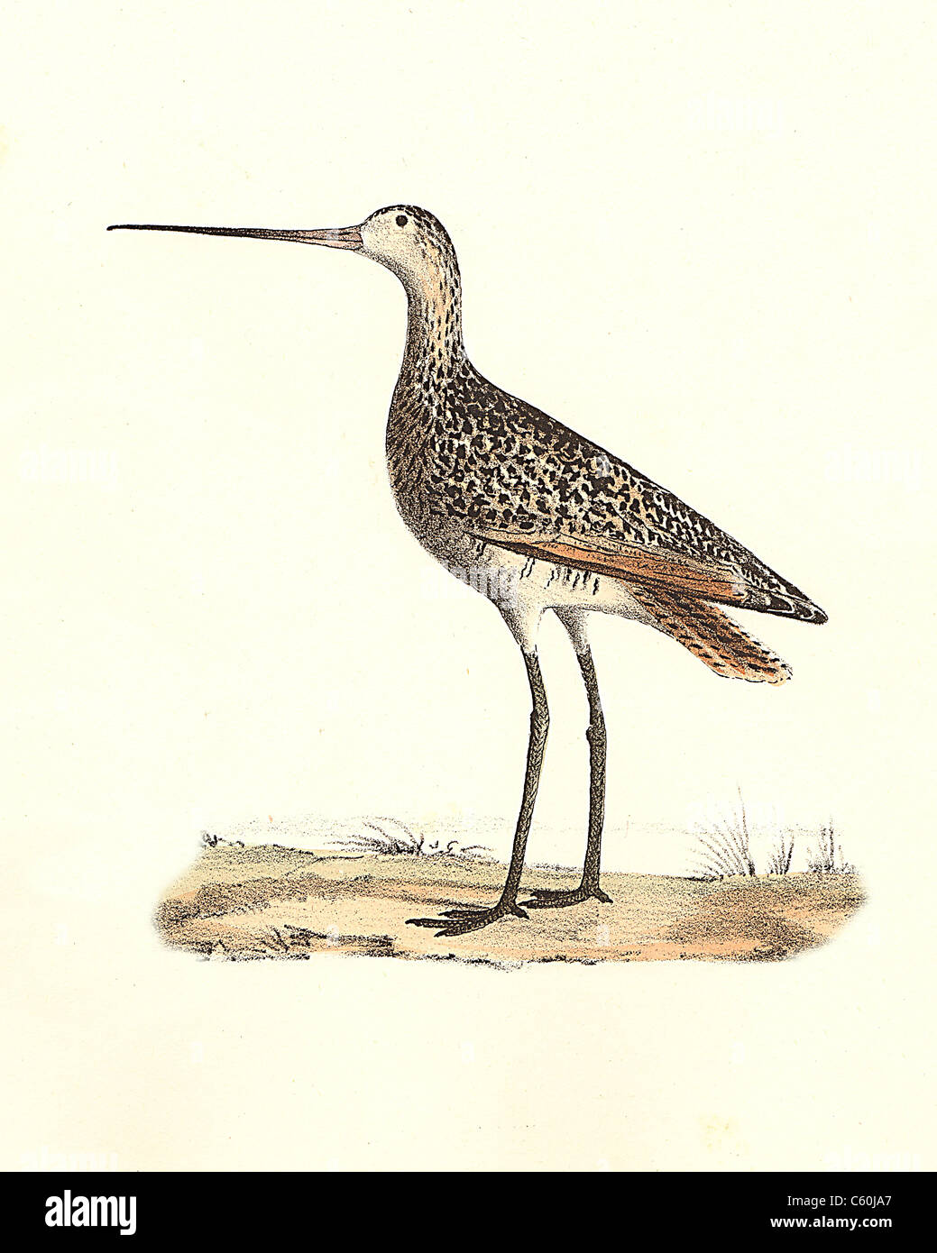 The Marlin, or Marbled Godwit (Limosa fedoa) vintage bird lithograph - James De Kay, Zoology of New York, or the New-York Fauna, Part II, Birds Stock Photo