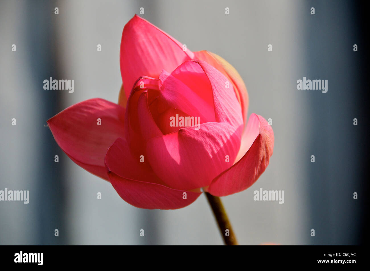 Lotus flower temple hires stock photography and images Alamy