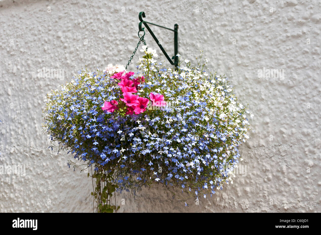 Hanging basket with Trailing Lobelia (Lobelia erinus) and petunias, Bray, Berkshire, England, UK Stock Photo