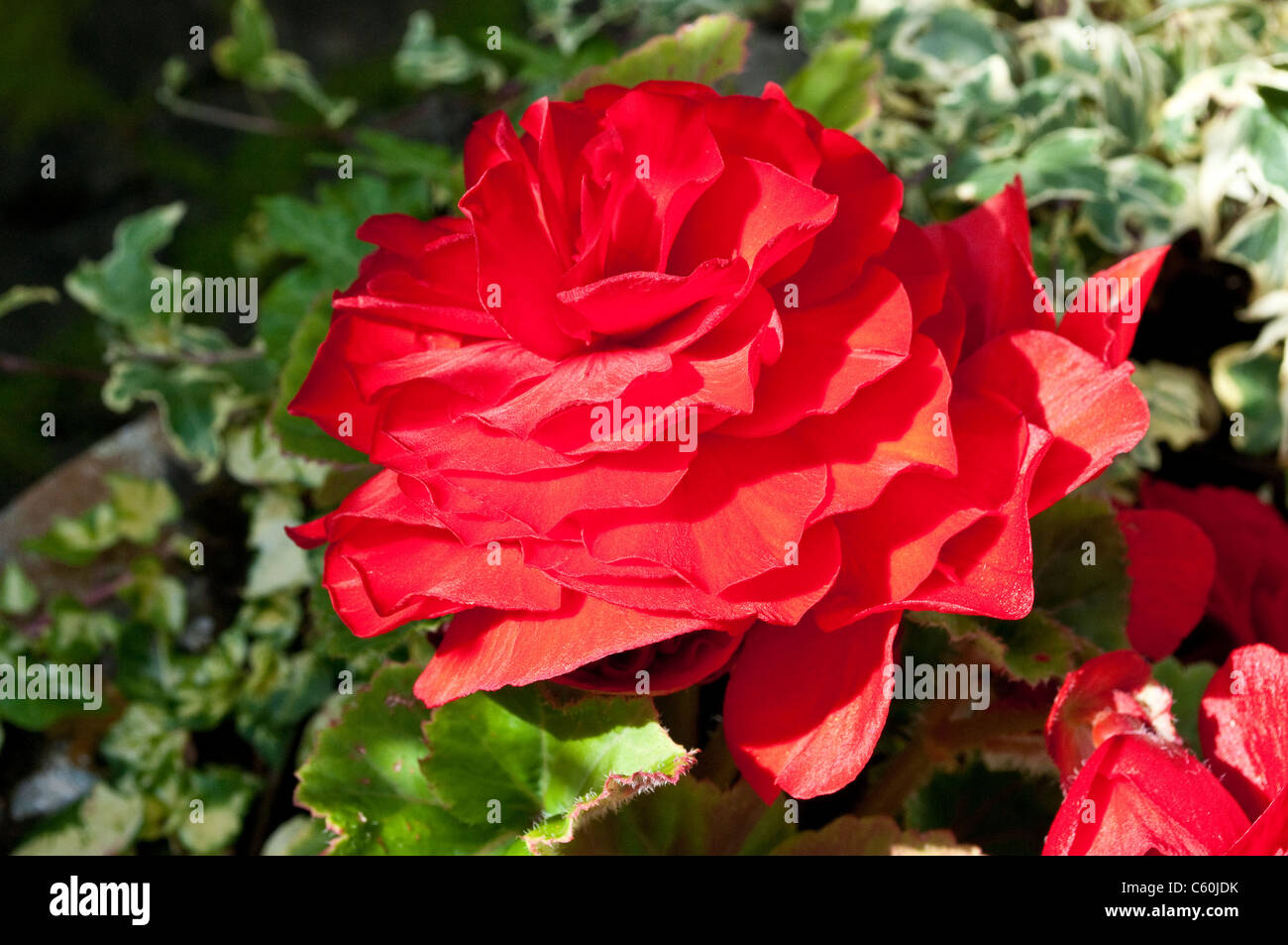 Red begonia flower Stock Photo Alamy