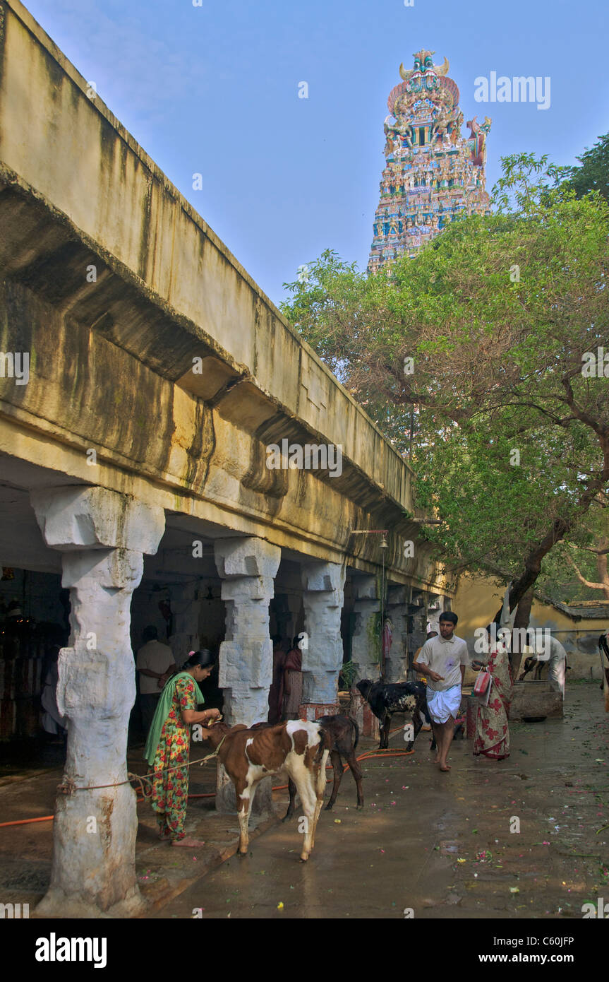 Looking after the sacred cows Sri Meenakshi Temple Madurai Tamil Nadu South India Stock Photo