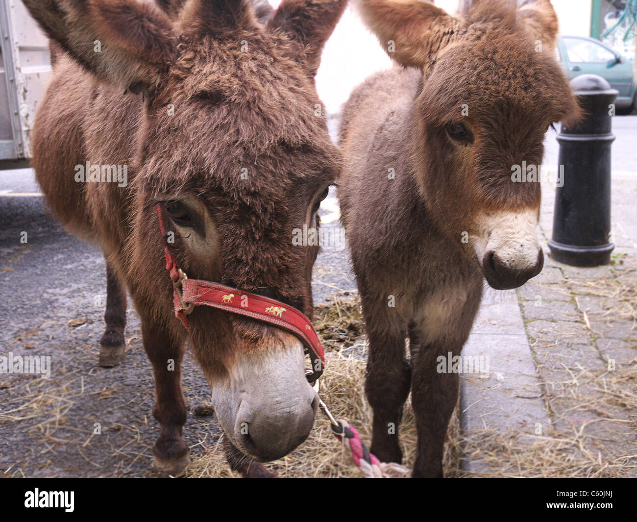 Two donkeys Ireland Stock Photo Alamy